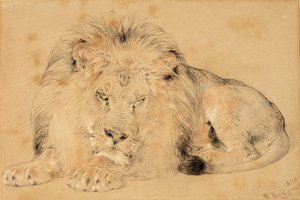 Studio di un Leone