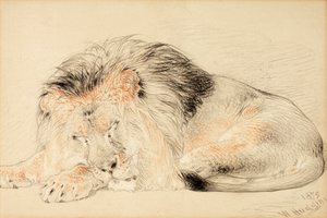 Studio di un leone, 1879 da William Huggins