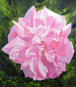 Rosa vittoriana