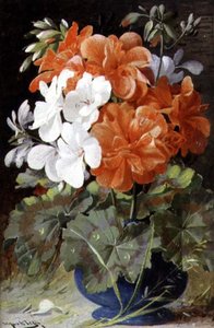Pelargoni