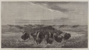Un branco di bisonti che attraversa un fiume sul Missouri Superiore, nella tarda esposizione internazionale da William Jacob, Sr. Hays
