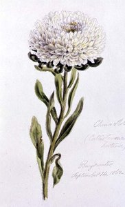 Aster della Cina, dipinto a Bayswater da William James Linton