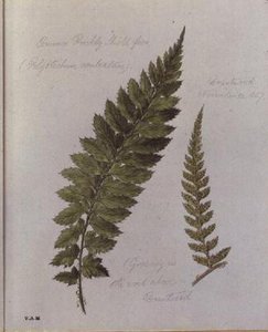 Felce Comune Spinosa, dipinta a Brantwood, 30 novembre 1857 da William James Linton