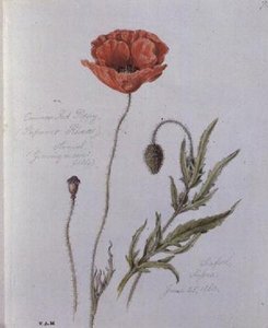 Papavero comune, dipinto a Seaford, Sussex, 25 giugno 1860