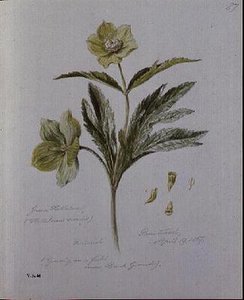 Elleboro verde, dipinto a Brantwood