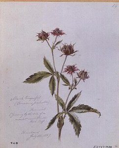 Potentilla Palustre, dipinto a Brentwood