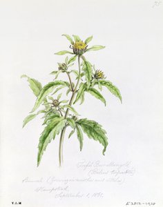 Bidens tripartita, dipinta a Hampstead, 1 settembre 1861 da William James Linton
