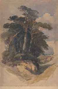 Pini su Hampstead Heath da William James Muller