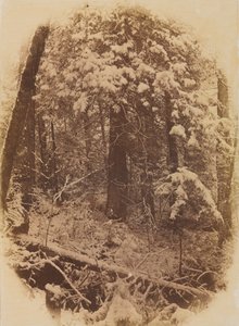 Senza Titolo, Bosco nella Neve, 1859 da William James Stillman
