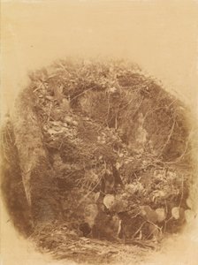 Senza titolo, dal portfolio The Forest: Boschi Adirondack da William James Stillman