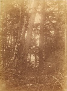 Senza titolo, dal portfolio The Forest: Boschi Adirondack da William James Stillman