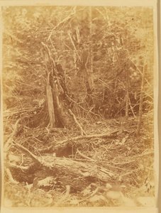 Senza titolo, dal portfolio The Forest: Boschi Adirondack da William James Stillman