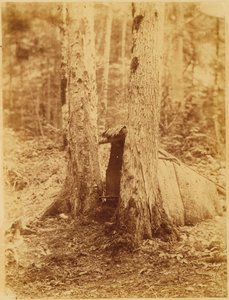 Senza titolo, dal portfolio The Forest: Boschi Adirondack da William James Stillman