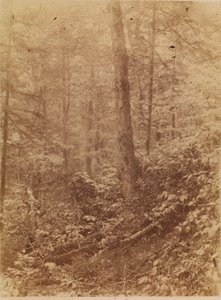 Senza titolo, dal portfolio The Forest: Boschi Adirondack da William James Stillman