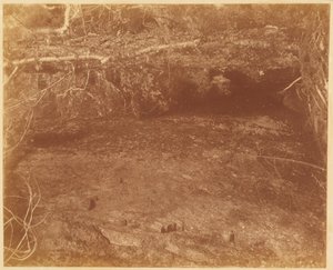 Senza titolo, dal portfolio The Forest: Boschi Adirondack da William James Stillman