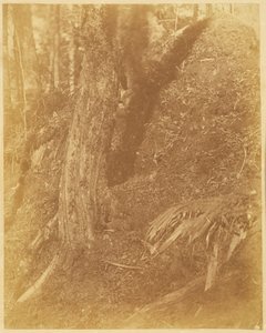 Senza titolo, dal portfolio The Forest: Boschi Adirondack da William James Stillman