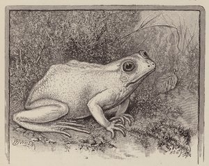 Una rana albina da William James Webbe