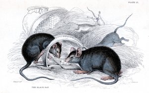 Incisione di un ratto nero catturato in una trappola, 1838 da William Jardine
