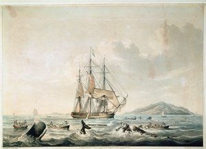 Pesca delle balene nei mari del sud, incisione di T. Sutherland da William John (after) Huggins