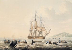 Caccia alla balena nei mari del sud, incisione di William John Huggins da William John Huggins