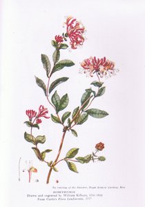 Caprifoglio, Natura in Gran Bretagna pubblicata da Collins, 1946 da William Kilburn