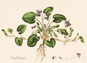 Viola odorata, Violetta, c1770-1790