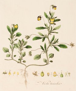 Viola tricolor, Viola del pensiero