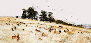 Un Rookery da William Lionel Wyllie
