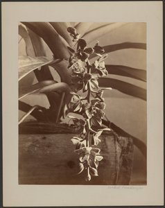 Orchidee, Ceylon da William Louis Henry Skeen
