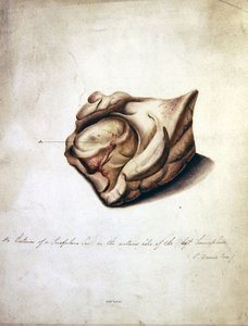 Studio del cervello II, c.1850 da William Lover