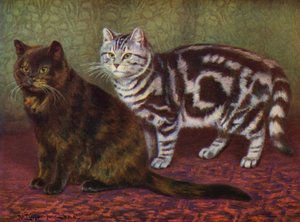 Il gatto tartarugato e quello tigrato