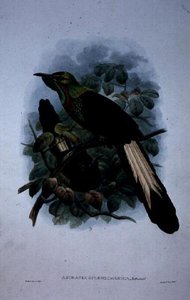 Astrapia Splendidissima