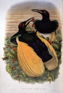 Uccello del paradiso: dodici fili, Seleucidis Melanoleuca