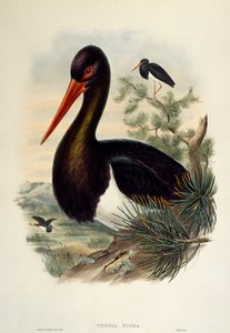 Cicogna nera (Ciconia nigra), litografia da "Uccelli della Gran Bretagna" da William Matthew Hart