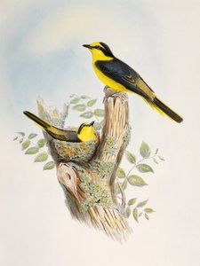 Minivet dal groppone marrone (Pericrocotus cantonensis), litografia da Birds of Asia da William Matthew Hart