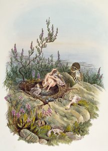 Cuculo comune, di John Gould (1804-1881), litografia di William Matthew Hart (1830-1908), Regno Unito da William Matthew Hart