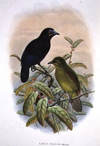 Loria Loriae, Uccello del paradiso di Loria