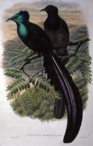 Uccello del Paradiso della Principessa Stephanie
