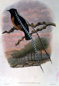 Pteridophora Alberti, Uccello del Paradiso Re di Sassonia