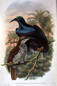 Ptiloris Magnificus, Uccello del Paradiso Fuciliere