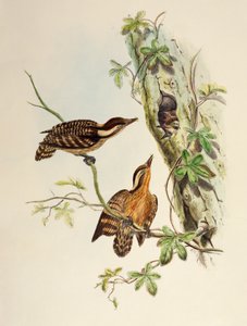 Picchio di Sunda (Dendrocopos moluccensis), litografia da Birds of Asia