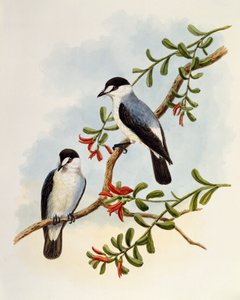 Pettirosso torrentizio (Monachella muelleriana), incisione di William Matthew Hart (1830-1908), Regno Unito
