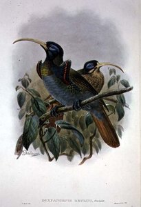 Uccello del Paradiso dal becco a falce bianco