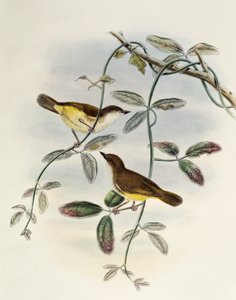 Gerygone dal ventre giallo (Gerygone chrysogaster), litografia da Birds of Asia da William Matthew Hart