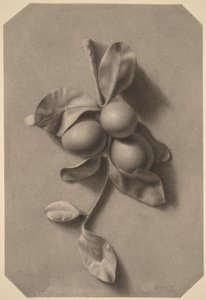 Un rametto di prugne da William Michael Harnett