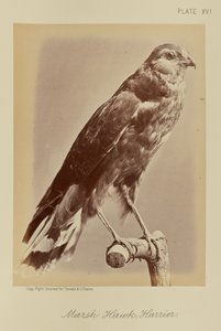 Falco di palude; Albanella reale da William Notman
