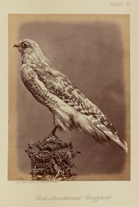 Poiana dalle spalle rosse da William Notman