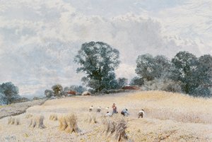Il raccolto