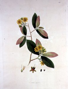 Ochna squarrosa, illustrazione da 