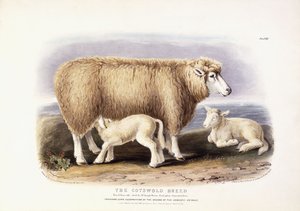 La razza Cotswold, pecora, 8 anni, 1840-1842 da William Shiels